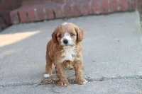 Drake , a male Cavapoo for sale in Berryville, AR – 6 of 8