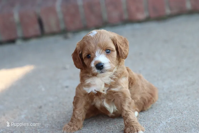 Drake  – Cavapoo puppy for sale in Berryville, AR