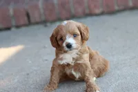Drake , a male Cavapoo for sale in Berryville, AR – 1 of 8