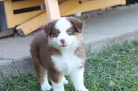Sugar , a female Miniature Australian Shepherd for sale in Berryville, AR – 3 of 7