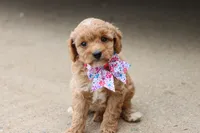 Gracie , a female Miniature Goldendoodle for sale in Berryville, AR – 7 of 9