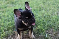 Debrah black & tan , a female French Bulldog for sale in Berryville, AR – 5 of 10