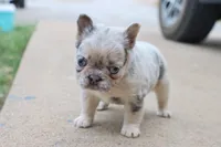 Stacy, a female French Bulldog for sale in Berryville, AR – 8 of 8