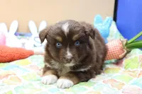 Abe RTM2, a male Miniature Australian Shepherd for sale in Berryville, AR – Photo 1 of 7