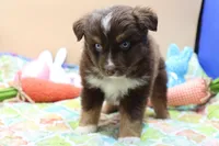 Abe RTM2, a male Miniature Australian Shepherd for sale in Berryville, AR – Photo 7 of 7