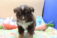 Abe RTM2, a male Miniature Australian Shepherd for sale in Berryville, AR – Photo 2 of 7