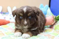 Abe RTM2, a male Miniature Australian Shepherd for sale in Berryville, AR – Photo 6 of 7