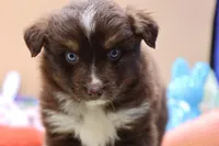 Abe RTM2, a male Miniature Australian Shepherd for sale in Berryville, AR – Photo 3 of 7