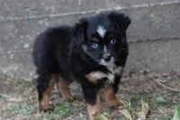 Clementine Bt Blue Eyes, a female Miniature Australian Shepherd for sale in Berryville, AR – 4 of 9