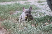 Lilac & tan male small, a male French Bulldog for sale in Berryville, AR – 2 of 7
