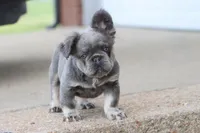 Felicia , a female French Bulldog for sale in Berryville, AR – Photo 3 of 6