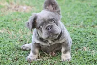 Felicia , a female French Bulldog for sale in Berryville, AR – Photo 4 of 6