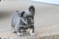 Felicia , a female French Bulldog for sale in Berryville, AR – Photo 5 of 6