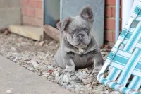 Felicia , a female French Bulldog for sale in Berryville, AR – Photo 2 of 6