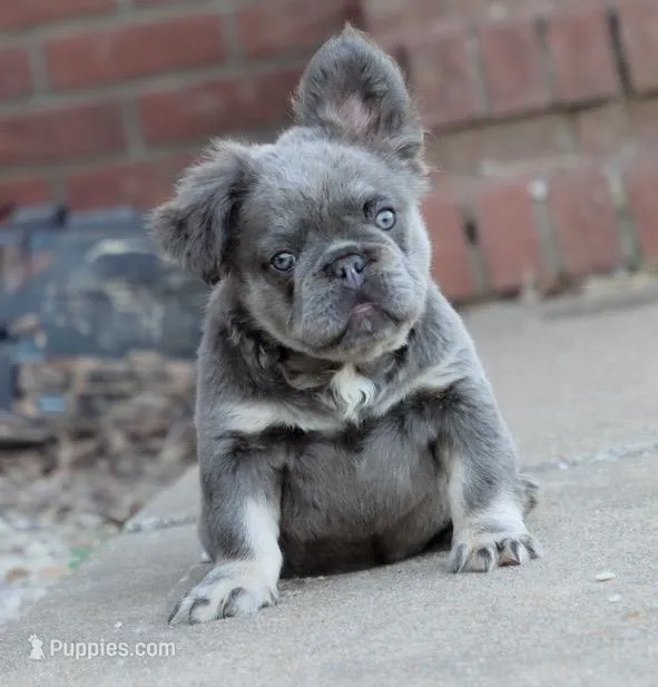 Felicia  – French Bulldog puppy for sale in Berryville, AR