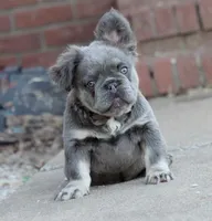 Felicia , a female French Bulldog for sale in Berryville, AR – Photo 1 of 6