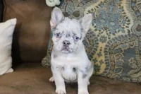 Stacy, a female French Bulldog for sale in Berryville, AR – 7 of 8
