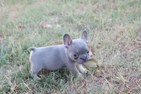 Lilac & tan male small, a male French Bulldog for sale in Berryville, AR – 6 of 7