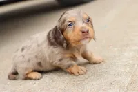 Kurt chocolate dapple, a male Miniature Dachshund for sale in Berryville, AR – 3 of 6