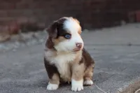 Clem red merle , a male Miniature Australian Shepherd for sale in Berryville, AR – 3 of 8