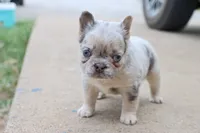 Stacy, a female French Bulldog for sale in Berryville, AR – 3 of 8