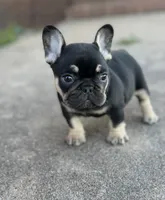 Debrah black & tan , a female French Bulldog for sale in Berryville, AR – 2 of 9