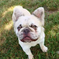 Feegie, a female French Bulldog for sale in Berryville, AR – Photo 3 of 6