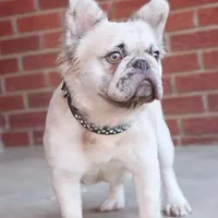 Feegie, a female French Bulldog for sale in Berryville, AR – Photo 1 of 6