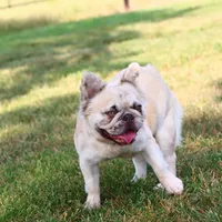 Feegie, a female French Bulldog for sale in Berryville, AR – Photo 4 of 6