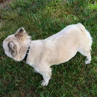 Feegie, a female French Bulldog for sale in Berryville, AR – Photo 6 of 6