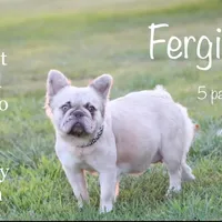 Feegie, a female French Bulldog for sale in Berryville, AR – Photo 2 of 6