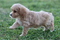 Pat 1 male, a male Poodle - Toy  for sale in Berryville, AR – Photo 8 of 8