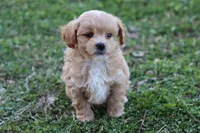 Pat 1 male, a male Poodle - Toy  for sale in Berryville, AR – Photo 3 of 8