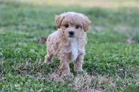 Pat 1 male, a male Poodle - Toy  for sale in Berryville, AR – Photo 1 of 8