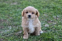 Pat 1 male, a male Poodle - Toy  for sale in Berryville, AR – Photo 2 of 8