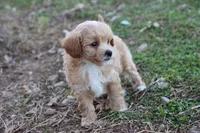 Pat 1 male, a male Poodle - Toy  for sale in Berryville, AR – Photo 4 of 8