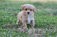 Pat 1 male, a male Poodle - Toy  for sale in Berryville, AR – Photo 6 of 8