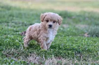 Pat 1 male, a male Poodle - Toy  for sale in Berryville, AR – Photo 7 of 8