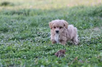 Pat 1 male, a male Poodle - Toy  for sale in Berryville, AR – Photo 5 of 8