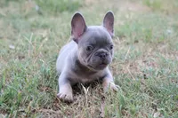 Lilac & tan male b, a male French Bulldog for sale in Berryville, AR – 7 of 9