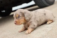 Kurt chocolate dapple, a male Miniature Dachshund for sale in Berryville, AR – 6 of 6