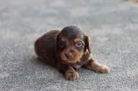 Sam long hair chocolate & tan, a male Miniature Dachshund for sale in Berryville, AR – 7 of 7