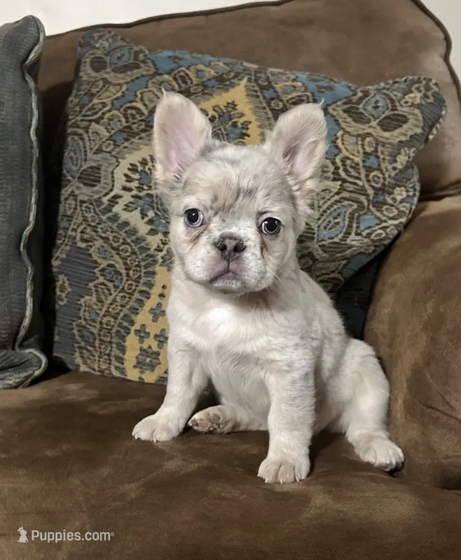 Stella – French Bulldog puppy for sale in Berryville, AR