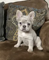 Stella, a female French Bulldog for sale in Berryville, AR – 1 of 5