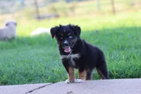 Clementine Black Tri , a female Miniature Australian Shepherd for sale in Berryville, AR – 6 of 7