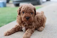 Steve, a male Poodle - Toy  for sale in Berryville, AR – 9 of 9