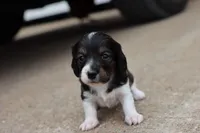Katie , a female Miniature Dachshund for sale in Berryville, AR – 4 of 6