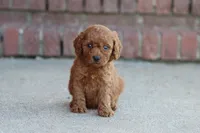 David, a male Cavapoo for sale in Berryville, AR – 5 of 7