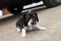 Katie , a female Miniature Dachshund for sale in Berryville, AR – 6 of 6