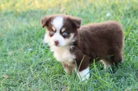 Summer red Tri , a female Miniature Australian Shepherd for sale in Berryville, AR – 2 of 9